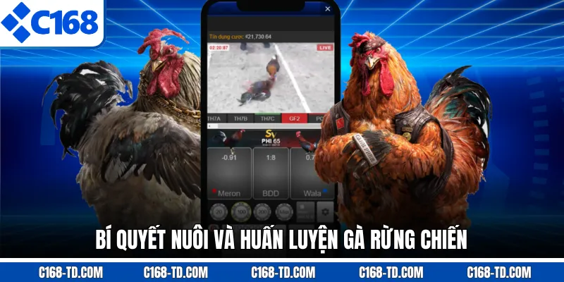 Bí Quyết Nuôi Và Huấn Luyện Gà Rừng Chiến