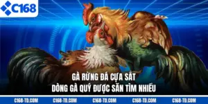 Gà Rừng Đá Cựa Sắt - Dòng Gà Quý Được Săn Tìm Nhiều