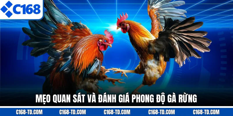 Quan sát thần thái khi nhập trận để nhận diện độ lì và bản năng tấn công tự nhiên.Mẹo Quan Sát Và Đánh Giá Phong Độ Gà Rừng